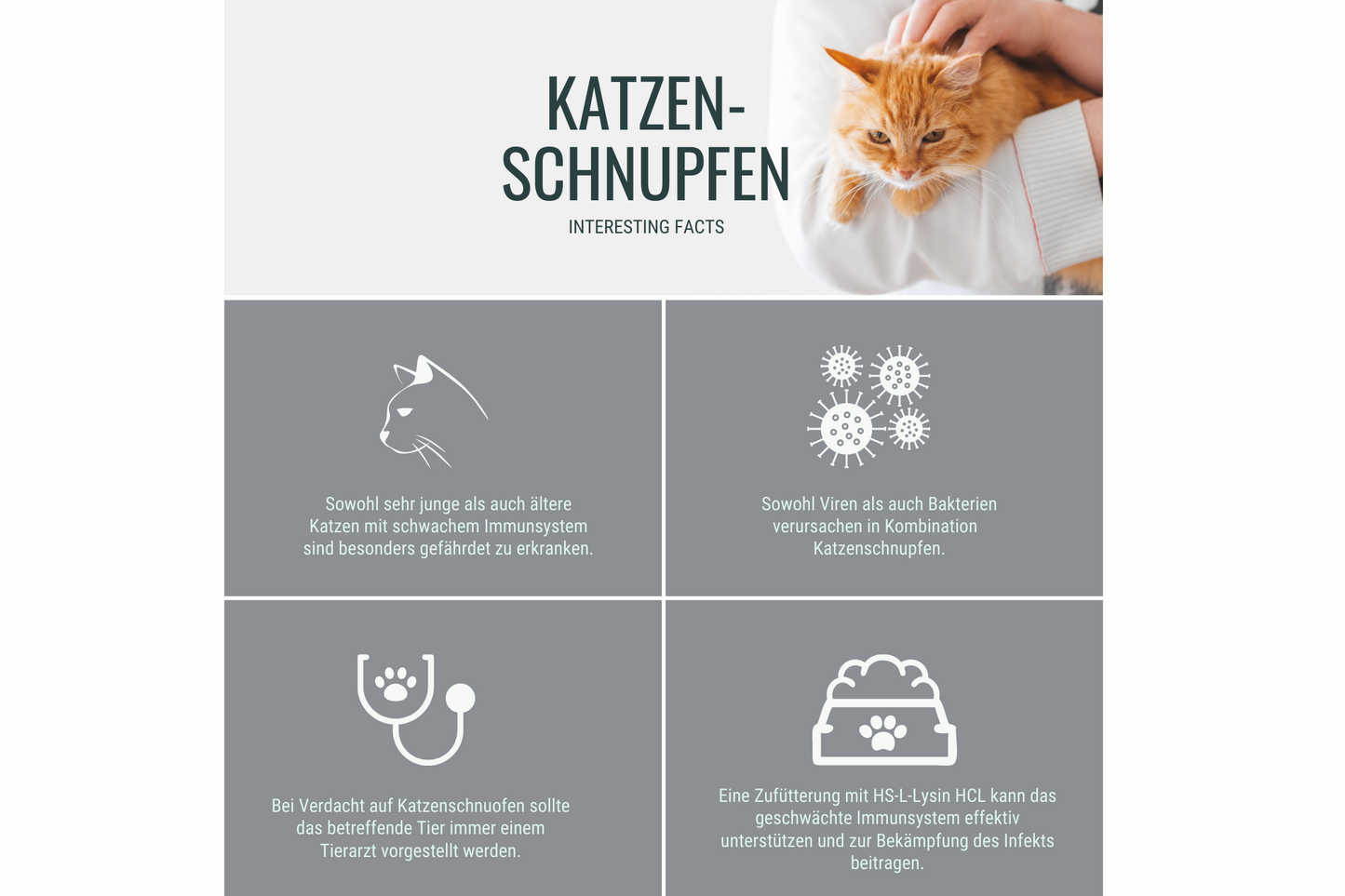 Katzenschnupfen - wie Sie das Immunsystem Ihrer Katze optimal unterstützen und die Weitergabe der Erreger eindämmen können