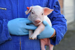 Virkon S im Einsatz gegen die Afrikanische Schweinepest